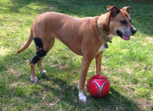 Dog playing with red ball while wearing a knee brace