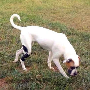 White boxer dog walking in grass with knee brace for torn ACL
