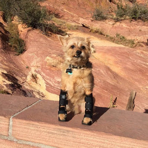 Dog wearing two wrist braces at Red Rocks Amphitheater