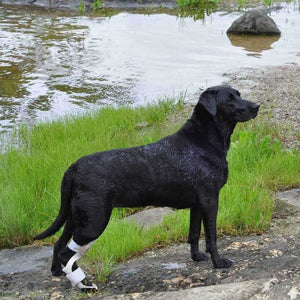 Black Labrador Retriever standing on river bank wearing ankle brace